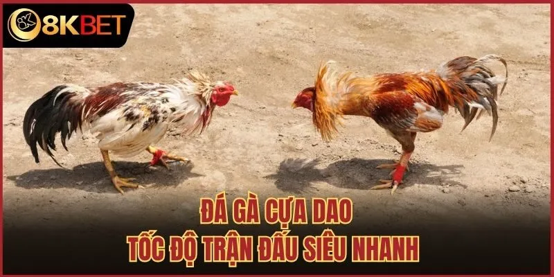 Đá gà cựa dao tốc độ trận đấu siêu nhanh