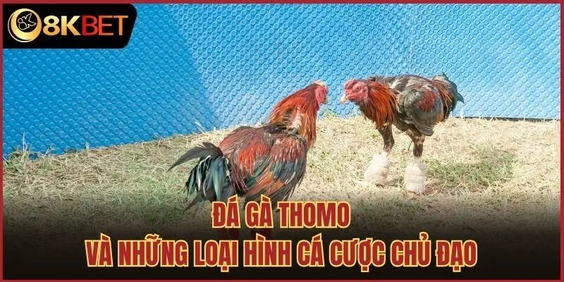 Đá gà Thomo và những loại hình cá cược chủ đạo