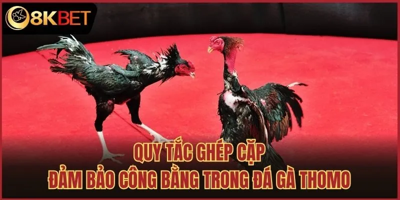Quy tắc ghép cặp đảm bảo công bằng trong đá gà Thomo